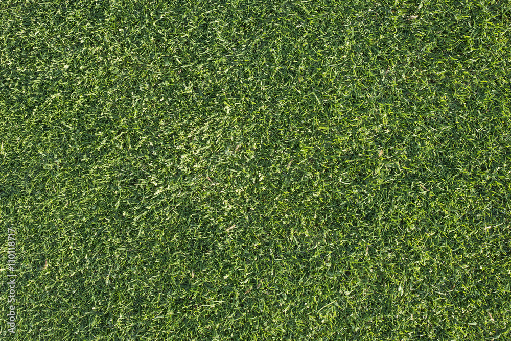 Fototapeta premium Texture of grass from a golf course.