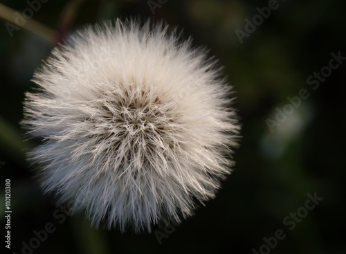 Closeup of dandelion on field