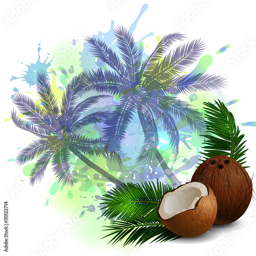 Coconut tropical nut fruit 