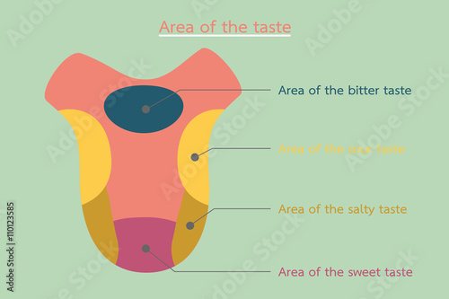 basic taste