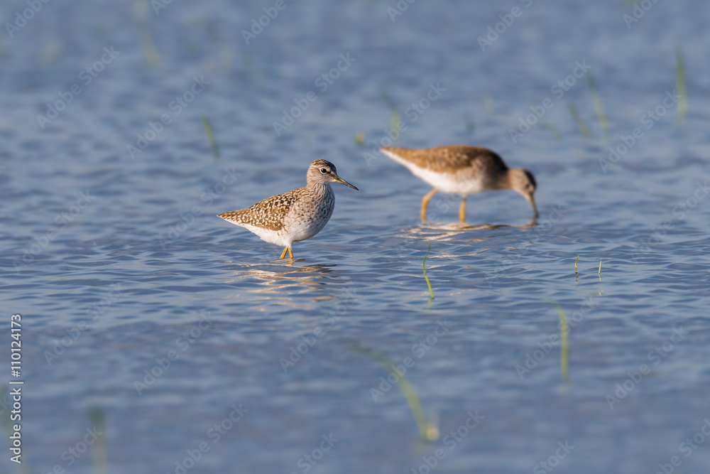Bruchwasserläufer (Tringa glareola) an einem Tümpel Bruchwasserläufer (Tringa glareola) an einem Tümpel