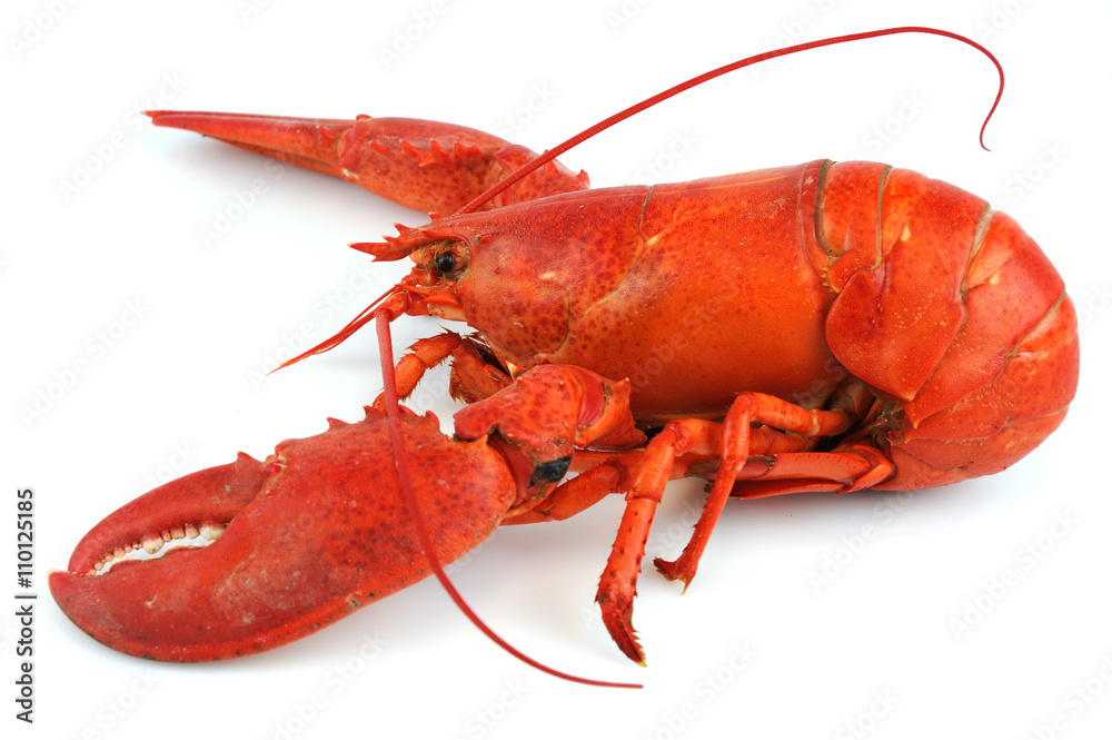 single cooked red lobster isolated on white background single cooked red lobster isolated on white background