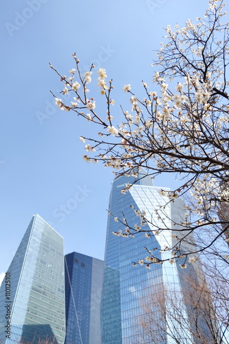 Photography cherry blossom and skycrapers