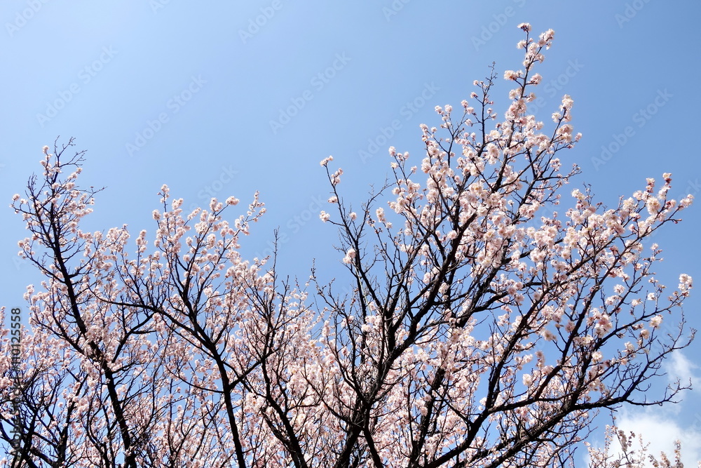 cherry blossom and blue sky