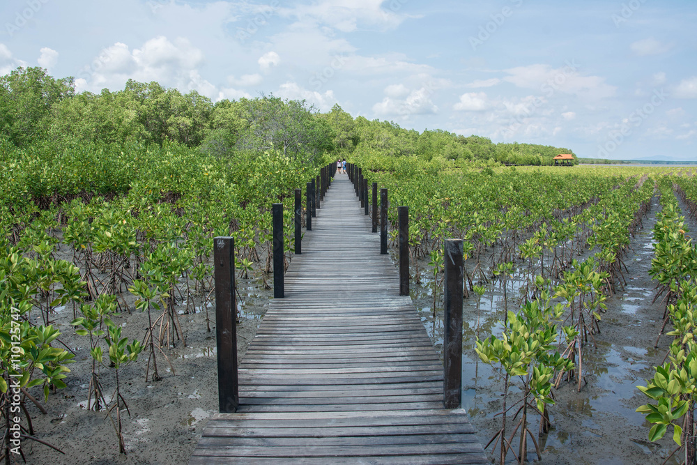 Wood bridge in mangrove the way study nature at thung prong thong ,Rayong , Thailand