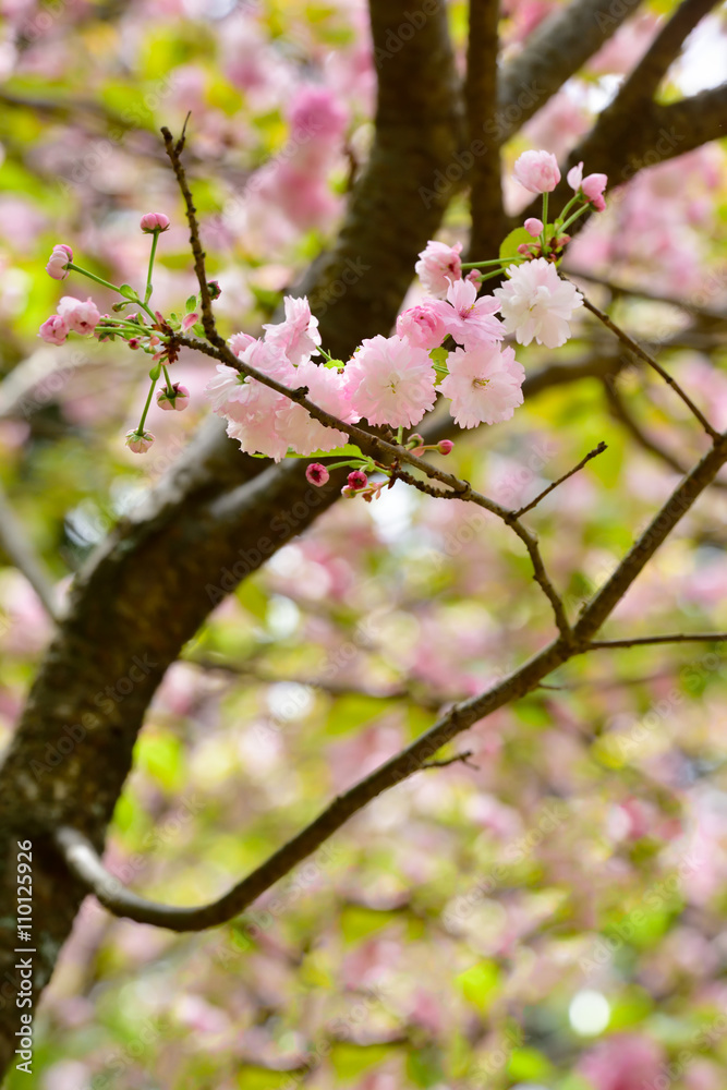 Prunus verecunda 'Antiqua Narano Yae Zakura'
It is very rare cherry tree.
The cherry tree is the Nara symbol. Prunus verecunda 'Antiqua Narano Yae Zakura'
It is very rare cherry tree.
The cherry tree is the Nara symbol.
