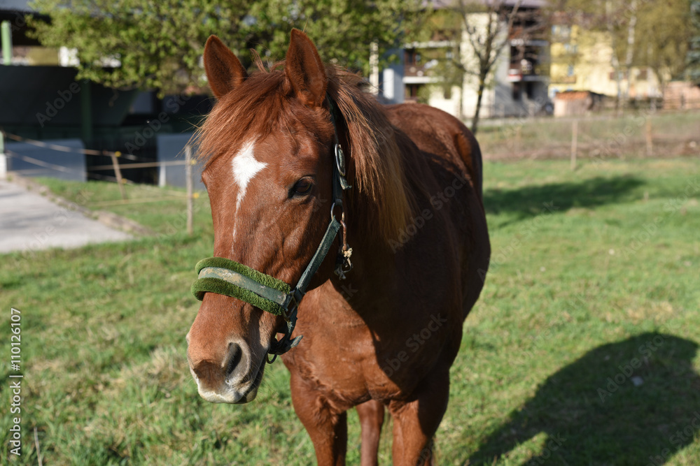 cavallo cavalli pascolare cavallo che mangia cavallo cavalli pascolare cavallo che mangia