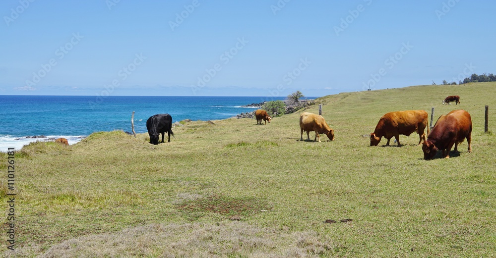Happy cows grazing in the grass by the sea in Hawaii