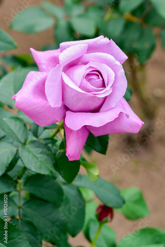 Purple rose  