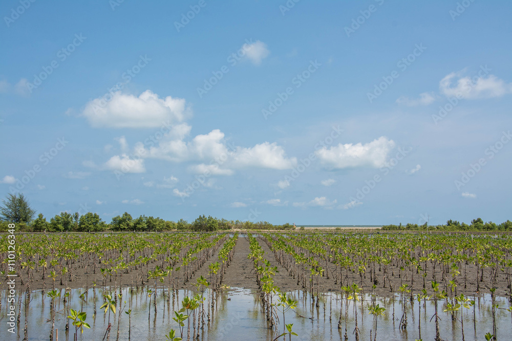 Fototapeta premium little mangrove trees showing root in the forrest, Thailand