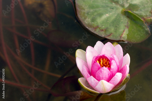 The pink lotus flower in the peaceful pond.