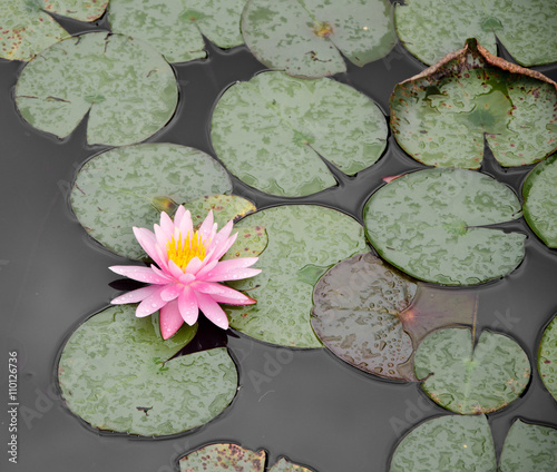Water lilies