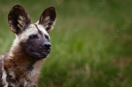 Highly alerted African wild dog. Lycaon pitucs