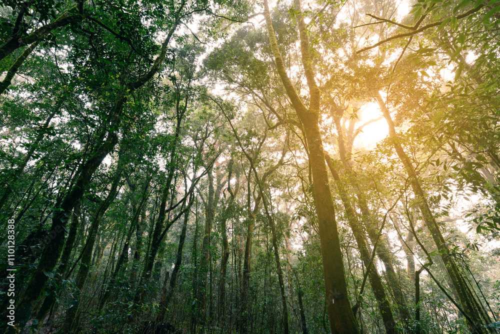 Naklejka premium Rainforest at Doi Inthanon National Park in Chiang Mai, Thailand.