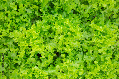 fresh and tasty salad,green salad as background.