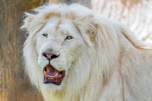 Photography lion face