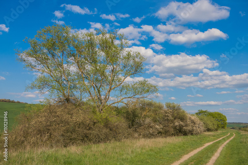 Landschaft im Frühling