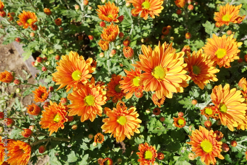 Zinnia flowers Zinnia flowers