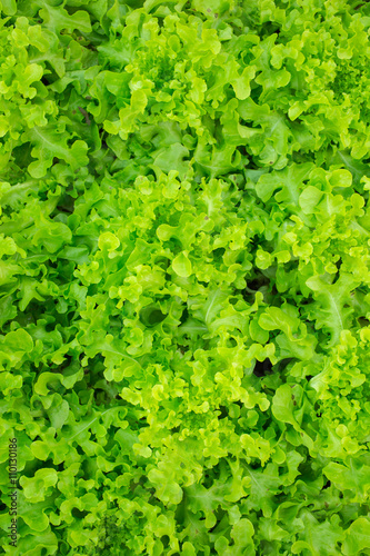 fresh and tasty salad,green salad as background.