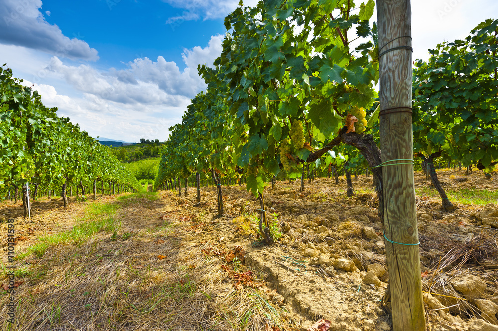 Vineyard in the Autumn
