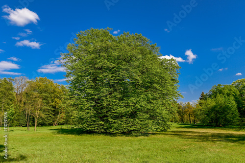 Parklandschaft im Frühling  -  Land Brandenburg © Carsten Böttinger