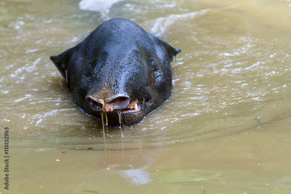 Fototapeta premium tapir