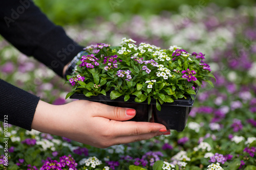 seedling holding Close up of pretty pink, white and purple Alyssum flowers,  the Cruciferae annual flowering plant