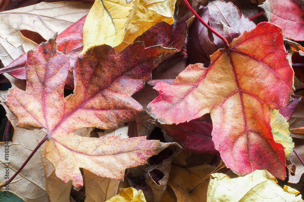 Autumn Liquidambar Leaves Autumn Liquidambar Leaves