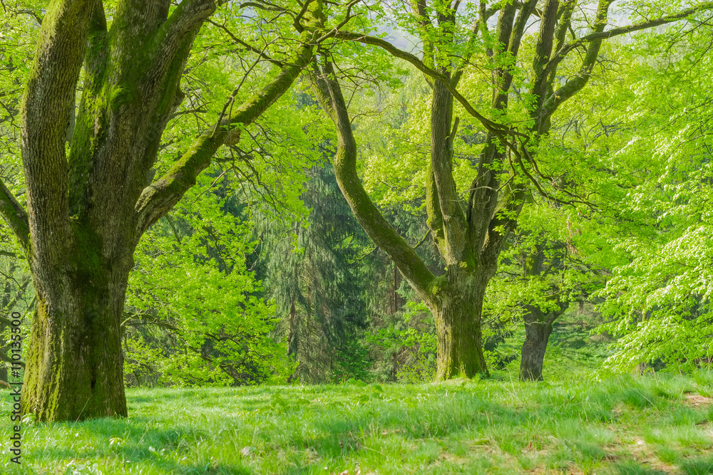 Fototapeta premium Fragment of the old park in the spring morning