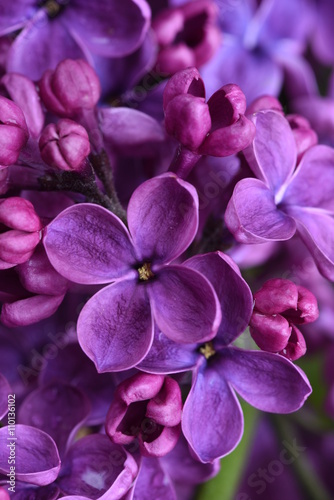 Fototapeta Naklejka Na Ścianę i Meble -  Lilac flowers closeup