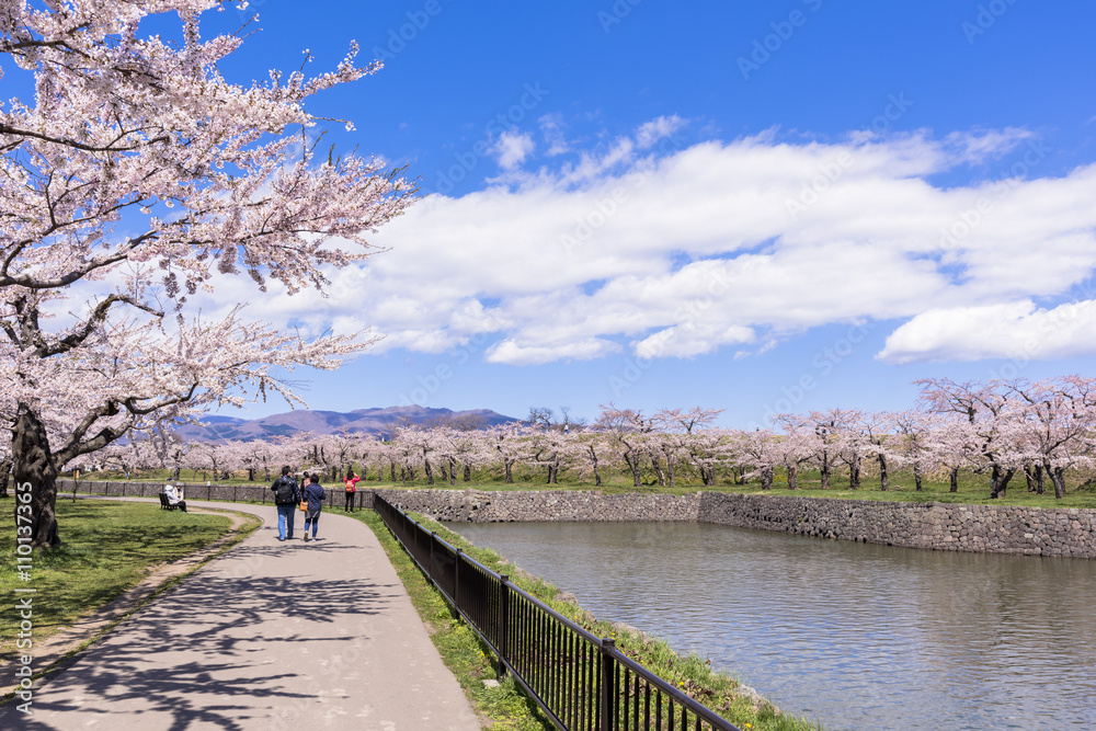 Naklejka premium 五稜郭公園の満開の桜