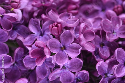 Lilac flowers closeup © salita2010