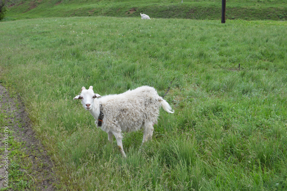 Obraz premium козлиная ферма