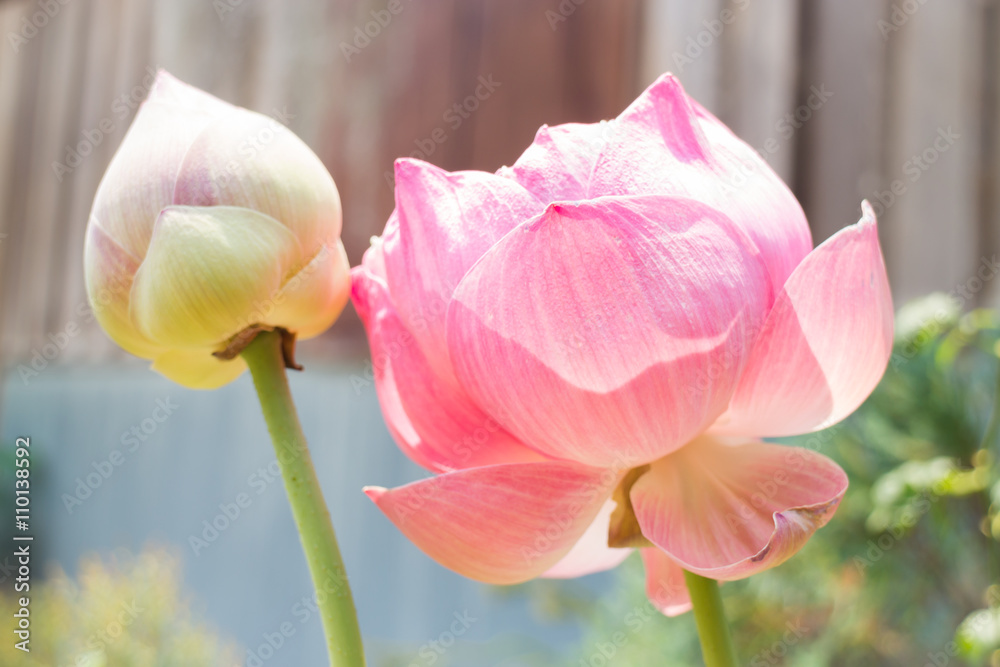 Fototapeta premium Lotus flowers or waterlily with sunlight