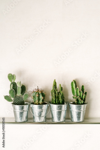 Succulent plants in pots