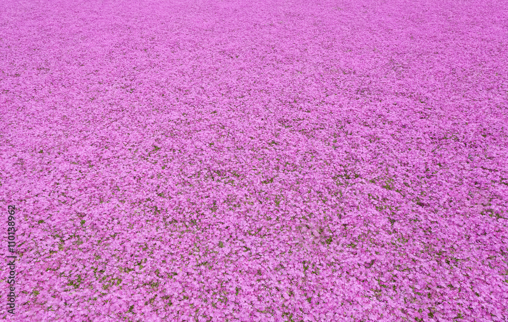 Fototapeta premium Background of beautiful pink moss in summer