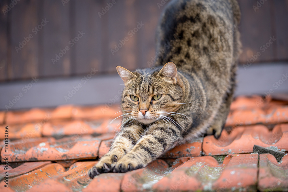 Obraz premium Domestic cat on a roof.