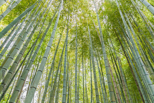 Beautiful bamboo forest at Arashiyama touristy district   kyoto..