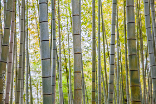 Beautiful bamboo forest at Arashiyama touristy district , kyoto..