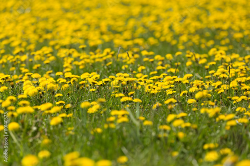 spring flowers dandelions