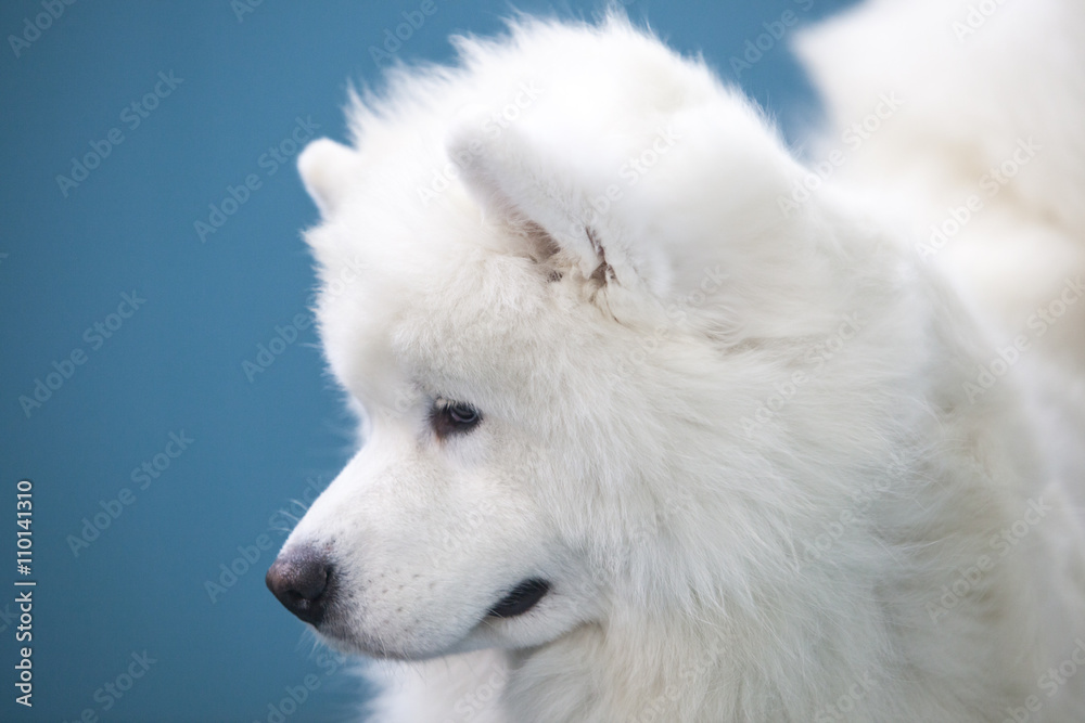 Smiling Sammy dog isolated over blue background Smiling Sammy dog isolated over blue background