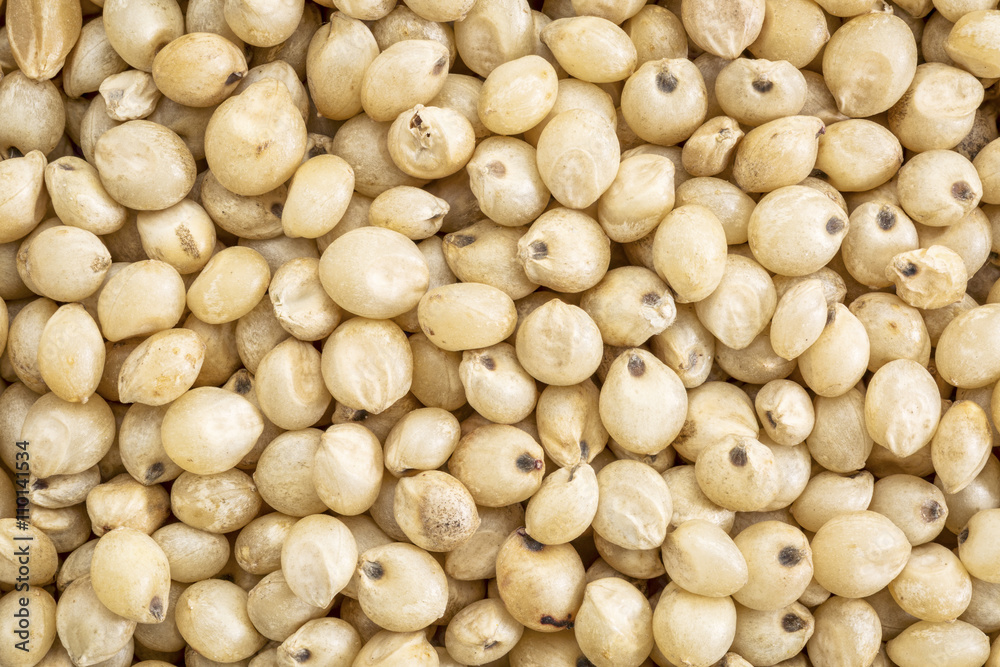 sorghum grain background sorghum grain background