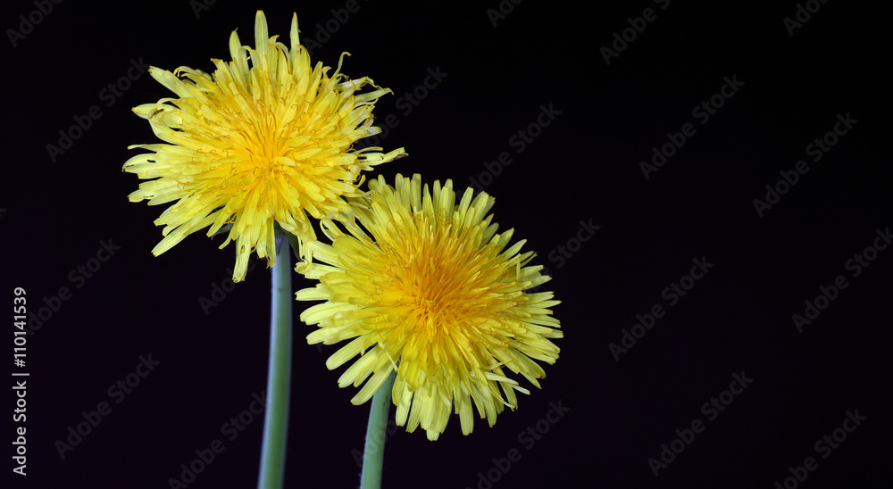 Two dandelions on a black background Two dandelions on a black background