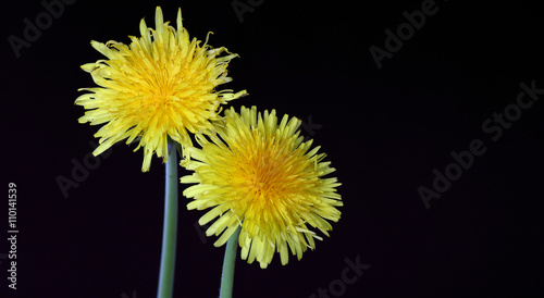 Two dandelions on a black background