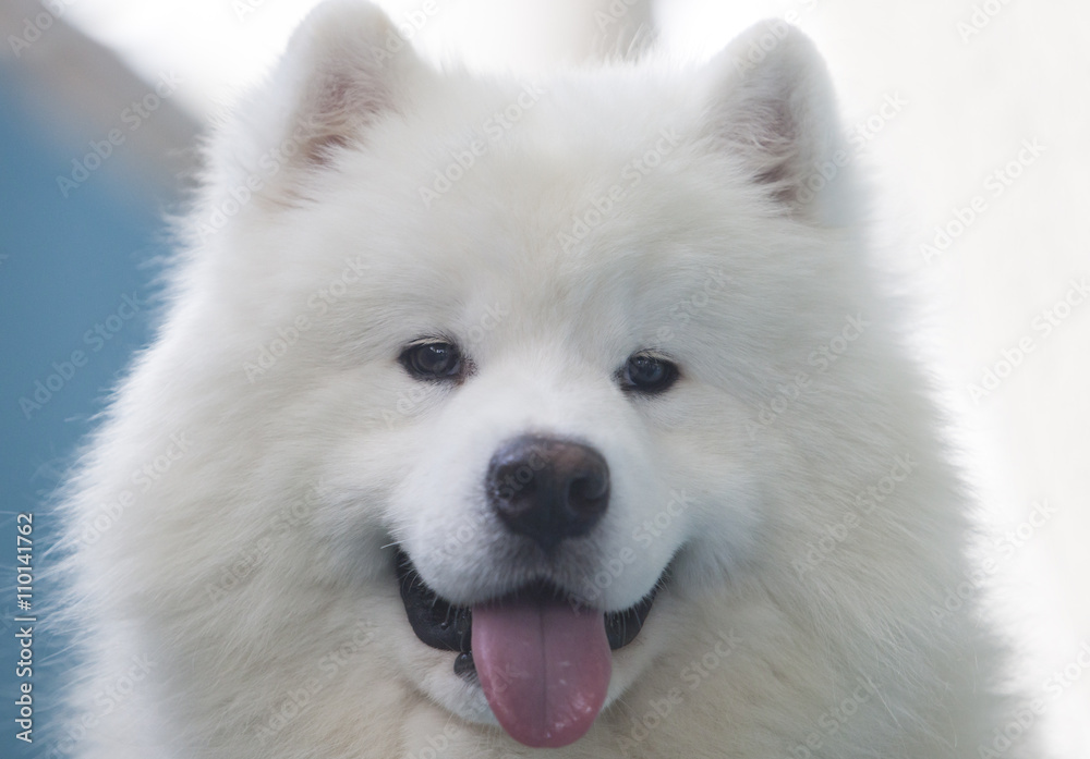 Smiling Sammy dog isolated over blue background