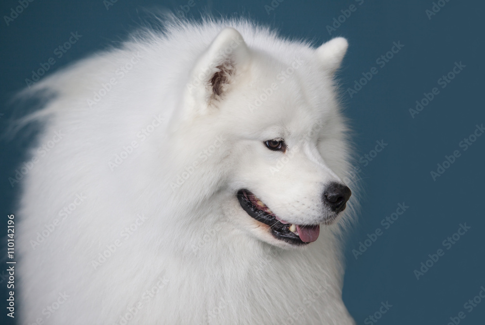 Smiling Sammy dog isolated over blue background