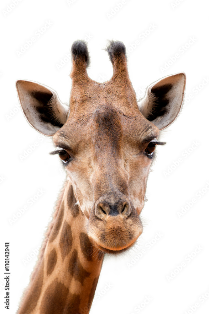 Obraz premium giraffe head face