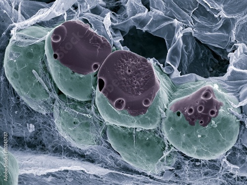 Fat tissue, SEM
