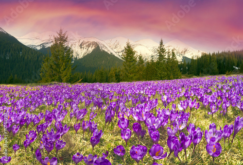 Crocuses spring Chornogory