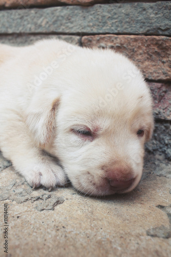 Labrador puppy dog